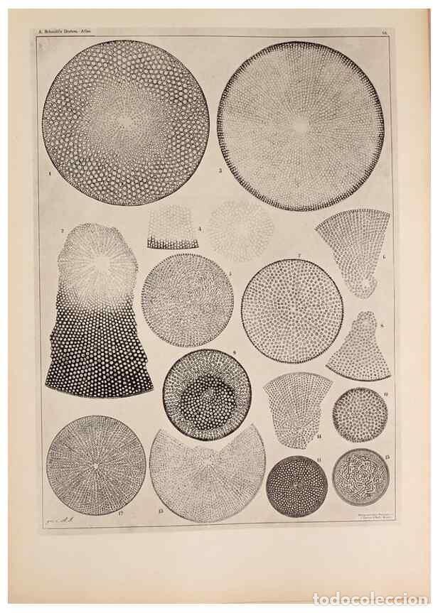 Colecionismo de Revistas e Jornais: Reproducci&oacute;n/Reproduction 49389860067: Atlas der Diatomaceen-Kunde /. Leipzig :O.R. Reisland,[1874-1