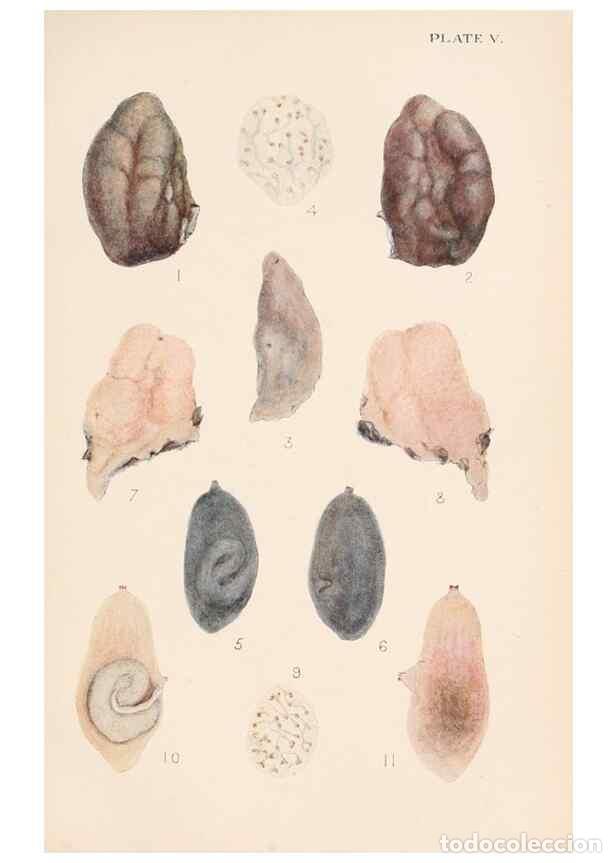 Collectionnisme de Revues et Journaux: Reproducci&oacute;n/Reproduction 49488585112: The British Tunicata;. London,Printed for the Ray society,190