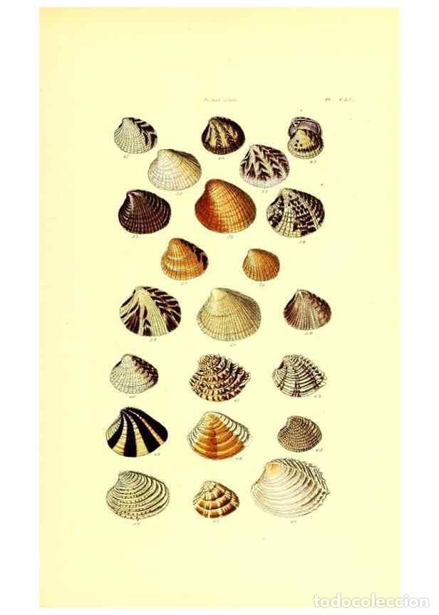 Collectionnisme de Revues et Journaux: Reproducci&oacute;n/Reproduction 49491928436: Thesaurus conchyliorum, or, Monographs of genera of shells. L