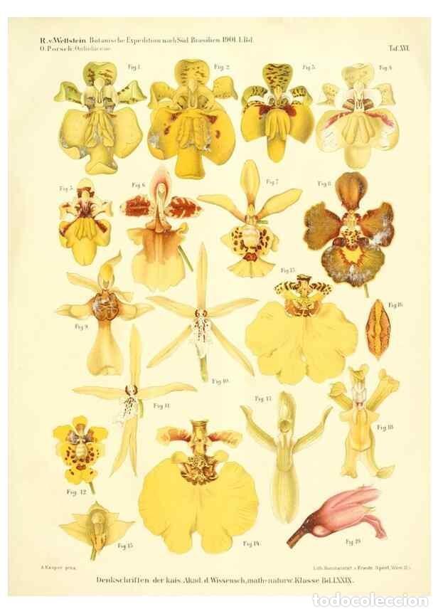 Collectionnisme de Revues et Journaux: Reproducci&oacute;n/Reproduction 49487848417: Pteridophyta und Anthophyta /. Wien :K.K. Hof- und Staatsdruc