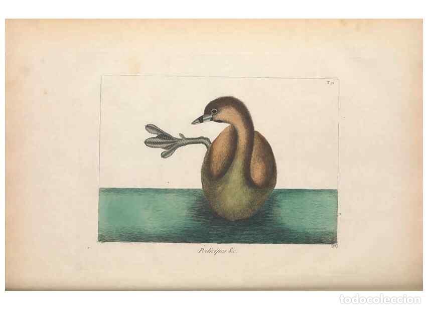 Collectionnisme de Revues et Journaux: Reproducci&oacute;n/Reproduction 49456411103: The natural history of Carolina, Florida, and the Bahama Isla