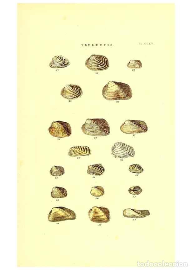 Collectionnisme de Revues et Journaux: Reproducci&oacute;n/Reproduction 49492140537: Thesaurus conchyliorum, or, Monographs of genera of shells. L