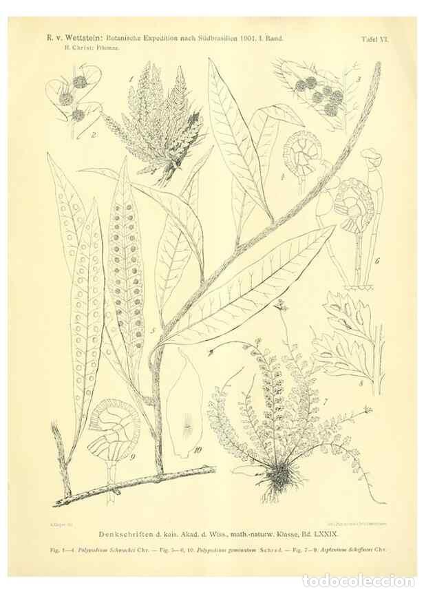Collectionnisme de Revues et Journaux: Reproducci&oacute;n/Reproduction 49487636831: Pteridophyta und Anthophyta /. Wien :K.K. Hof- und Staatsdruc