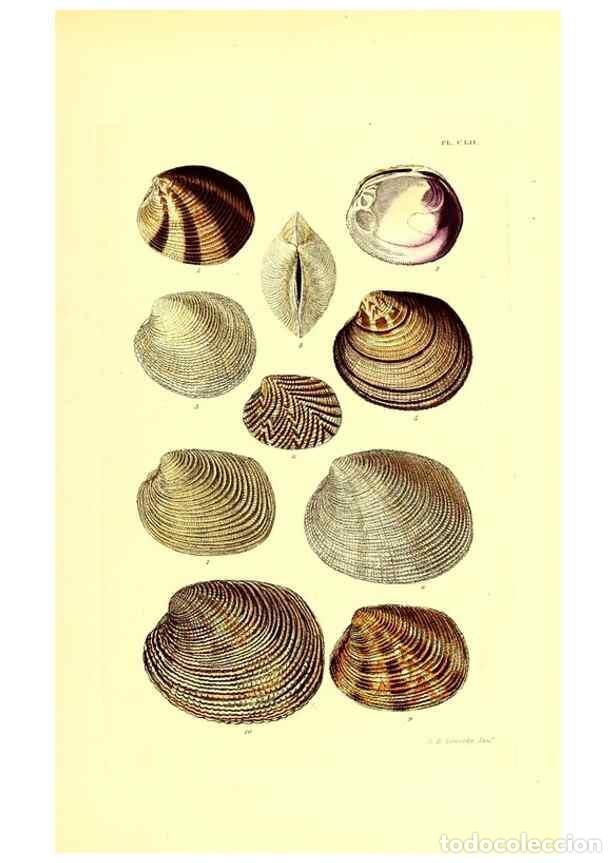 Collectionnisme de Revues et Journaux: Reproducci&oacute;n/Reproduction 49491927586: Thesaurus conchyliorum, or, Monographs of genera of shells. L