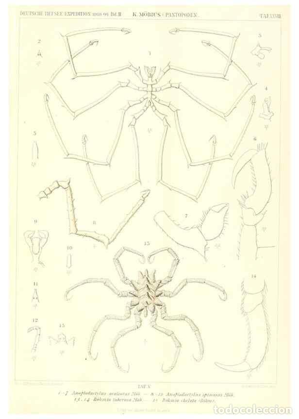 Collectionnisme de Revues et Journaux: Reproducci&oacute;n/Reproduction 49484840692: Wissenschaftliche Ergebnisse der Deutschen Tiefsee-Expedition