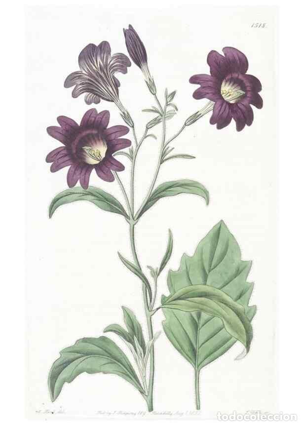 Collectionnisme de Revues et Journaux: Reproducci&oacute;n/Reproduction 49825212051: Edwards's botanical register.. London :James Ridgway,1829-184