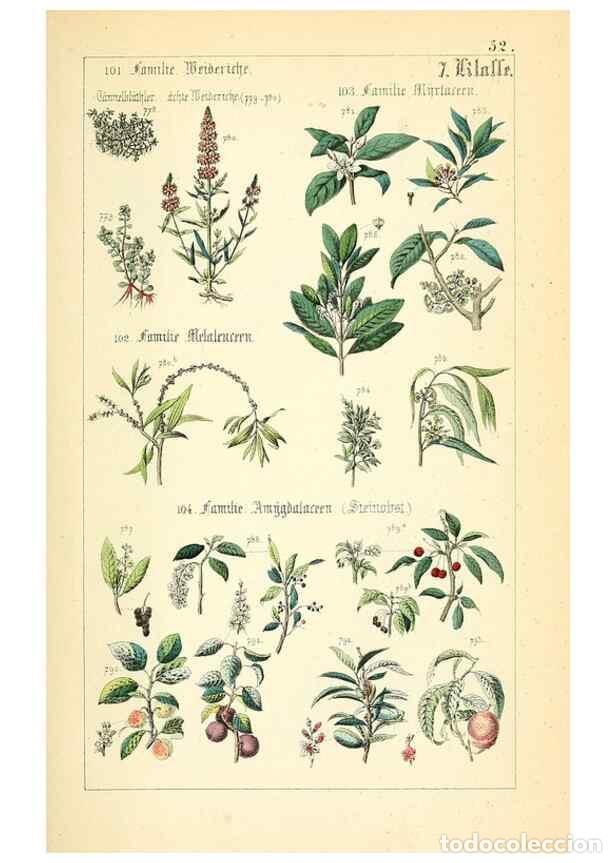 Collectionnisme de Revues et Journaux: Reproducci&oacute;n/Reproduction 49269511621: Popul&auml;re Botanik. Stuttgart,Krais & Hoffmann,1857.. - Schmidl