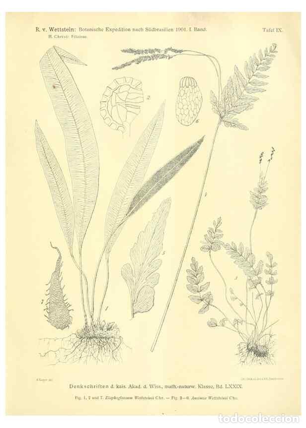 Collectionnisme de Revues et Journaux: Reproducci&oacute;n/Reproduction 49487637511: Pteridophyta und Anthophyta /. Wien :K.K. Hof- und Staatsdruc