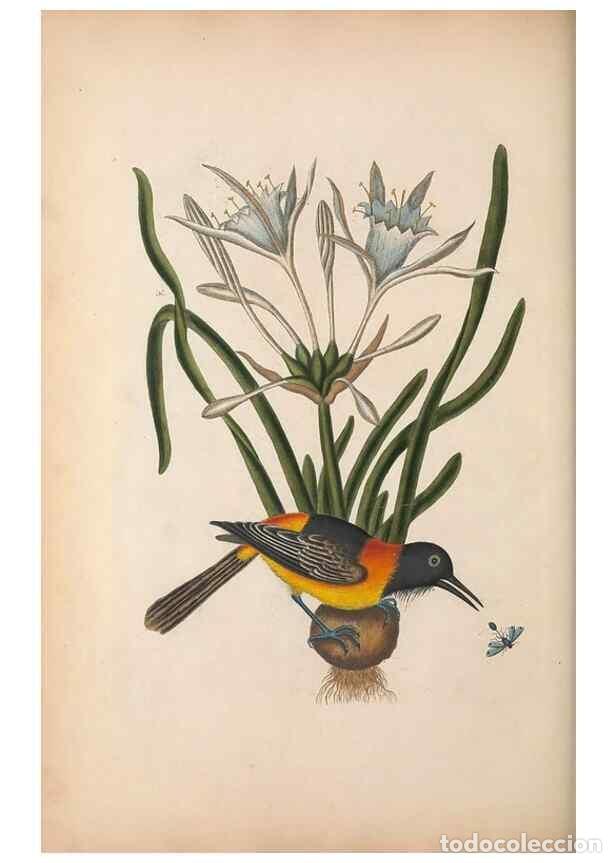 Collectionnisme de Revues et Journaux: Reproducci&oacute;n/Reproduction 49456730988: The natural history of Carolina, Florida, and the Bahama Isla