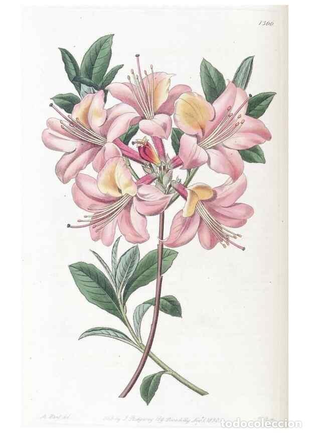 Collectionnisme de Revues et Journaux: Reproducci&oacute;n/Reproduction 49824809243: Edwards's botanical register.. London :James Ridgway,1829-184