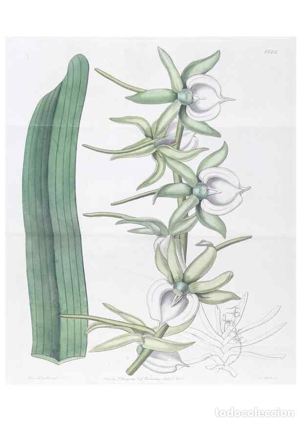 Collectionnisme de Revues et Journaux: Reproducci&oacute;n/Reproduction 49825212956: Edwards's botanical register.. London :James Ridgway,1829-184