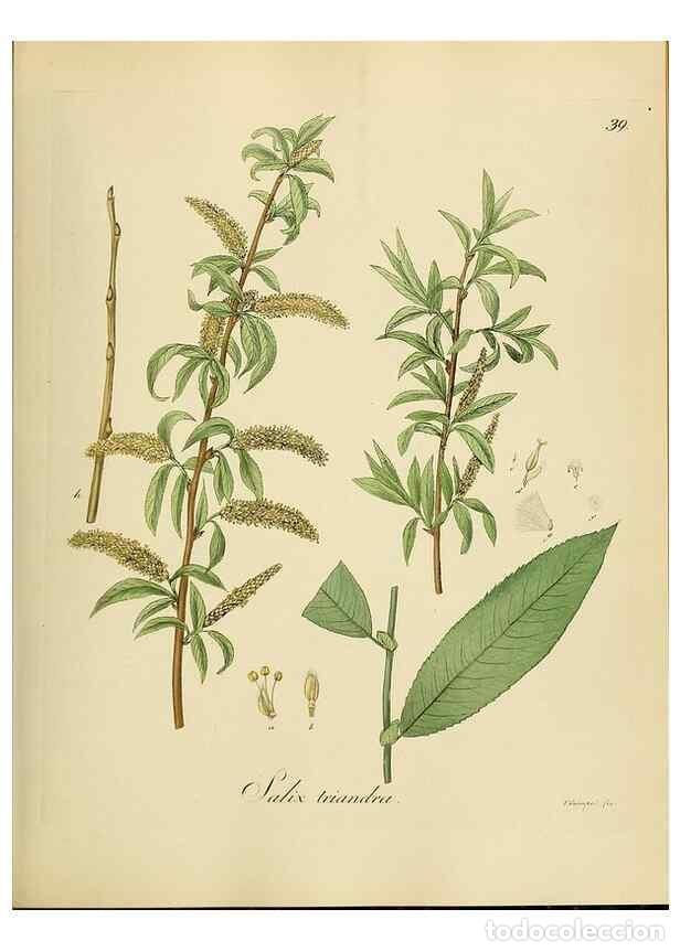 Collectionnisme de Revues et Journaux: Reproducci&oacute;n/Reproduction 49298686971: Vollst&auml;ndige Naturgeschichte der forstlichen Culturpflanzen D