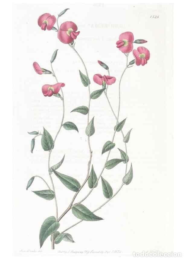 Collectionnisme de Revues et Journaux: Reproducci&oacute;n/Reproduction 49825535347: Edwards's botanical register.. London :James Ridgway,1829-184