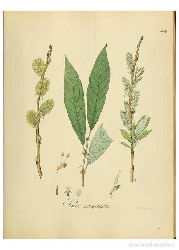 Collectionnisme de Revues et Journaux: Reproducci&oacute;n/Reproduction 49298203328: Vollst&auml;ndige Naturgeschichte der forstlichen Culturpflanzen D