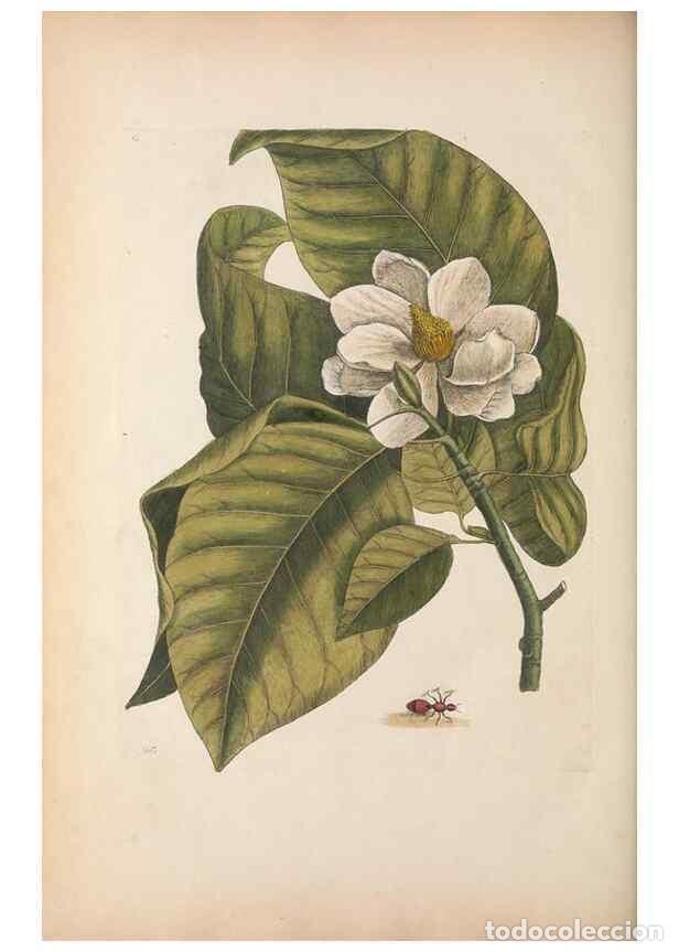 Collectionnisme de Revues et Journaux: Reproducci&oacute;n/Reproduction 49456733798: The natural history of Carolina, Florida, and the Bahama Isla