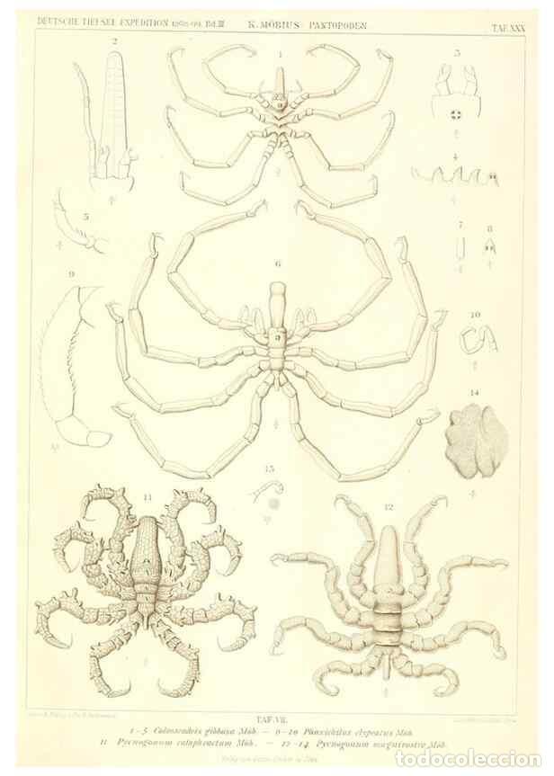 Collectionnisme de Revues et Journaux: Reproducci&oacute;n/Reproduction 49484143938: Wissenschaftliche Ergebnisse der Deutschen Tiefsee-Expedition