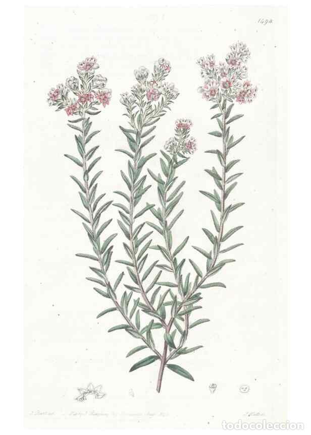 Collectionnisme de Revues et Journaux: Reproducci&oacute;n/Reproduction 49824674753: Edwards's botanical register.. London :James Ridgway,1829-184