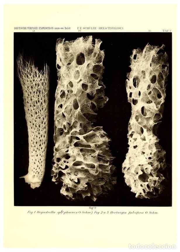 Collectionnisme de Revues et Journaux: Reproducci&oacute;n/Reproduction 49484736516: Wissenschaftliche Ergebnisse der Deutschen Tiefsee-Expedition