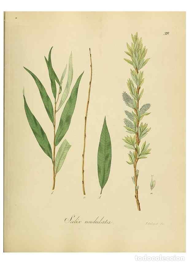 Collectionnisme de Revues et Journaux: Reproducci&oacute;n/Reproduction 49298890237: Vollst&auml;ndige Naturgeschichte der forstlichen Culturpflanzen D