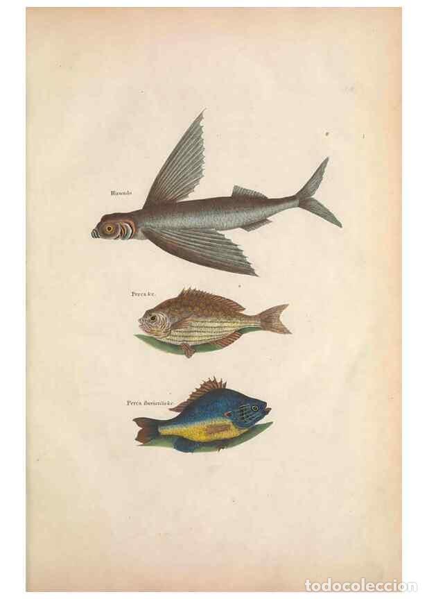 Collectionnisme de Revues et Journaux: Reproducci&oacute;n/Reproduction 49457408317: The natural history of Carolina, Florida, and the Bahama Isla