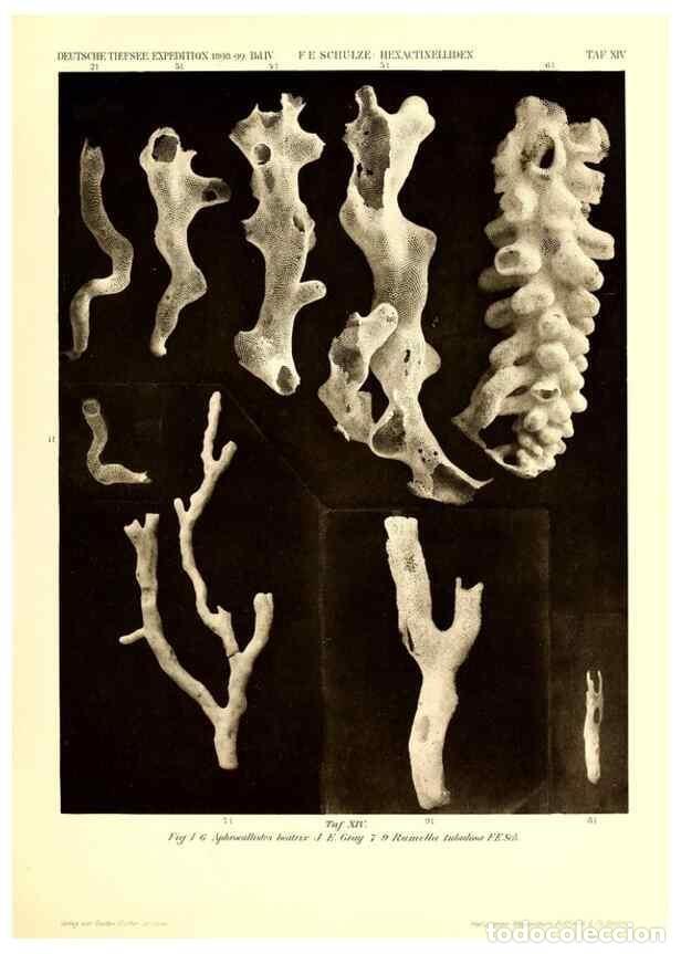 Collection Magazines and Newspapers: Reproducci&oacute;n/Reproduction 49484946567: Wissenschaftliche Ergebnisse der Deutschen Tiefsee-Expedition