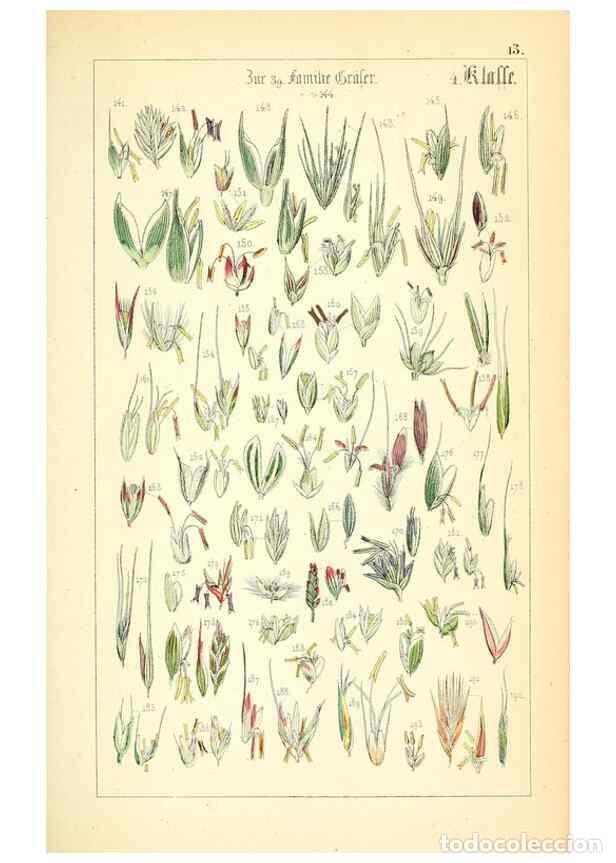 Collection Magazines and Newspapers: Reproducci&oacute;n/Reproduction 49269695687: Popul&auml;re Botanik. Stuttgart,Krais & Hoffmann,1857.. - Schmidl