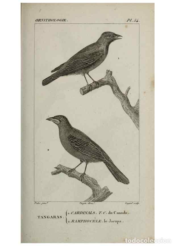 Collection Magazines and Newspapers: Reproducci&oacute;n/Reproduction 49826693377: Trait&eacute; d'ornithologie, ou, Tableau m&eacute;thodique des ordres, sou