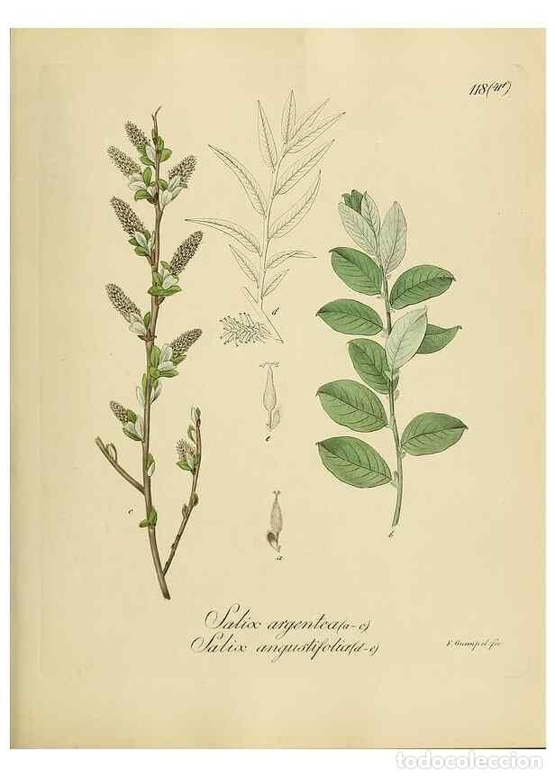 Collection Magazines and Newspapers: Reproducci&oacute;n/Reproduction 49298908242: Vollst&auml;ndige Naturgeschichte der forstlichen Culturpflanzen D