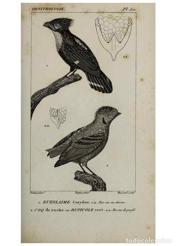 Collection Magazines and Newspapers: Reproducci&oacute;n/Reproduction 49826374376: Trait&eacute; d'ornithologie, ou, Tableau m&eacute;thodique des ordres, sou