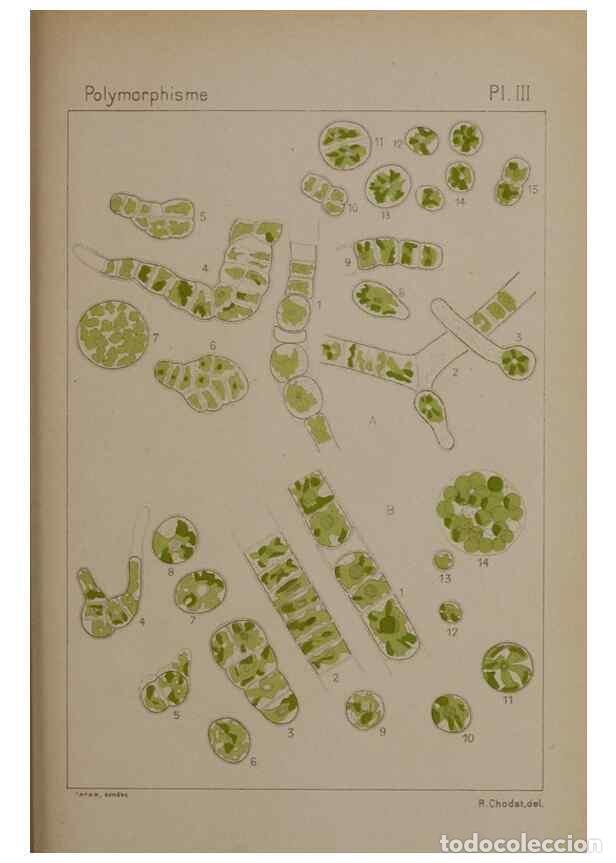 Collection Magazines and Newspapers: Reproducci&oacute;n/Reproduction 49298903556: &Eacute;tude critique et exp&eacute;rimentale sur le polymorphisme des algu