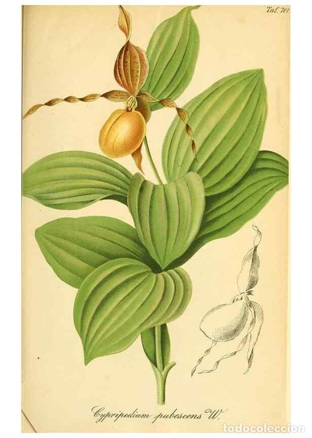 Collection Magazines and Newspapers: Reproducci&oacute;n/Reproduction 49702149951: Gartenflora.. Erlangen :F. Enke,1852-1940.. - Deutsche Garten