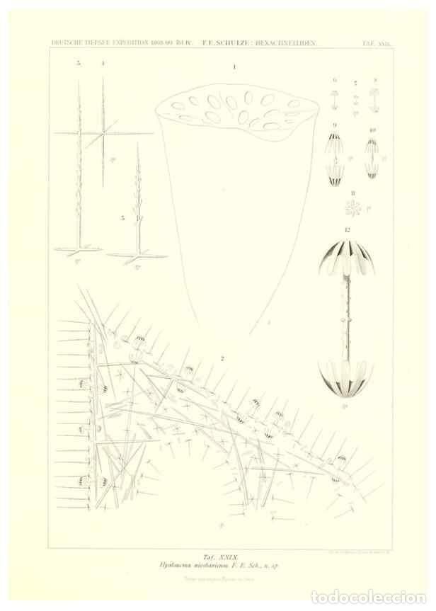 Collection Magazines and Newspapers: Reproducci&oacute;n/Reproduction 49484951337: Wissenschaftliche Ergebnisse der Deutschen Tiefsee-Expedition