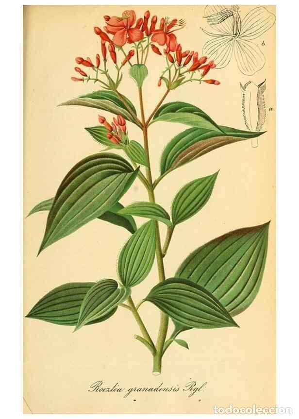 Collection Magazines and Newspapers: Reproducci&oacute;n/Reproduction 49701621443: Gartenflora.. Erlangen :F. Enke,1852-1940.. - Deutsche Garten