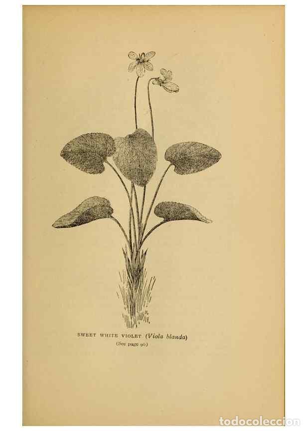 Collection Magazines and Newspapers: Reproducci&oacute;n/Reproduction 49304397372: Harper's guide to wild flowers,. New York,Harper,1912.. - Cre