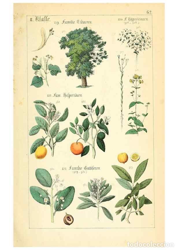 Collection Magazines and Newspapers: Reproducci&oacute;n/Reproduction 49269053588: Popul&auml;re Botanik. Stuttgart,Krais & Hoffmann,1857.. - Schmidl