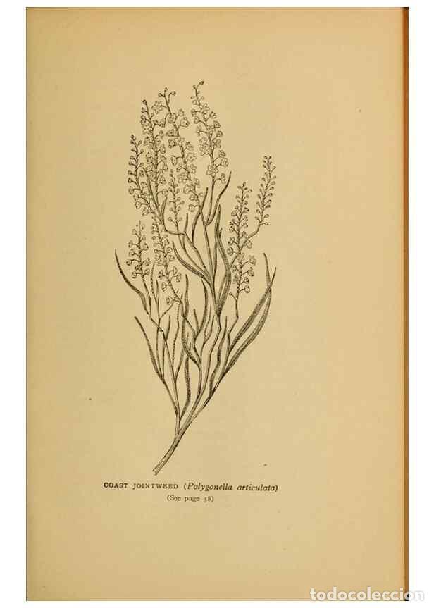 Collection Magazines and Newspapers: Reproducci&oacute;n/Reproduction 49304184441: Harper's guide to wild flowers,. New York,Harper,1912.. - Cre