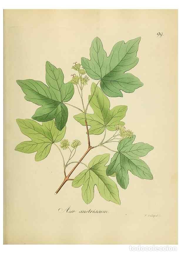 Collection Magazines and Newspapers: Reproducci&oacute;n/Reproduction 49298700151: Vollst&auml;ndige Naturgeschichte der forstlichen Culturpflanzen D