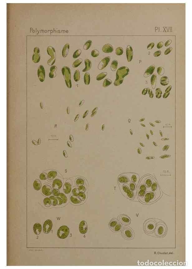 Collection Magazines and Newspapers: Reproducci&oacute;n/Reproduction 49298907756: &Eacute;tude critique et exp&eacute;rimentale sur le polymorphisme des algu