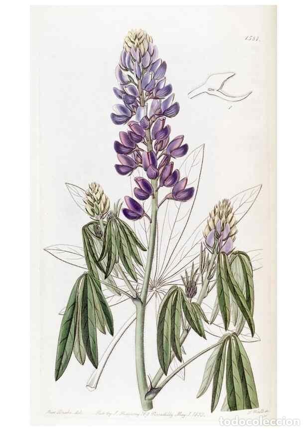 Collectionnisme de Revues et Journaux: Reproducci&oacute;n/Reproduction 49822395628: Edwards's botanical register.. London :James Ridgway,1829-184