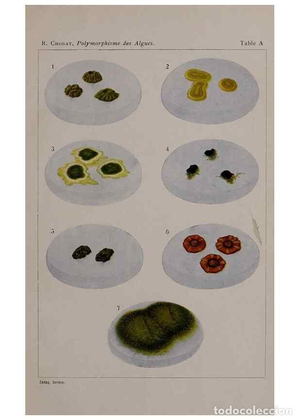 Collectionnisme de Revues et Journaux: Reproducci&oacute;n/Reproduction 49298909331: &Eacute;tude critique et exp&eacute;rimentale sur le polymorphisme des algu