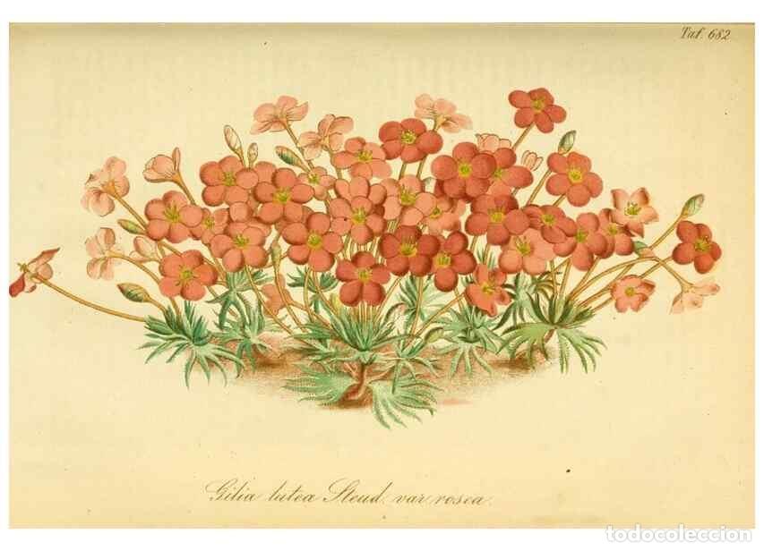 Collectionnisme de Revues et Journaux: Reproducci&oacute;n/Reproduction 49702462212: Gartenflora.. Erlangen :F. Enke,1852-1940.. - Deutsche Garten