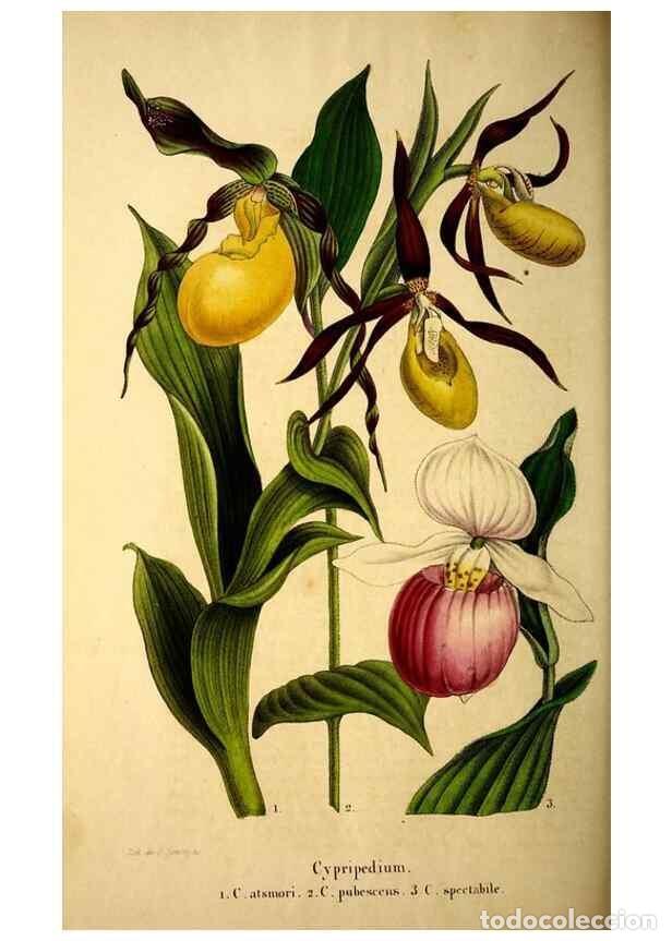 Collectionnisme de Revues et Journaux: Reproducci&oacute;n/Reproduction 49269340541: Belgique horticole.. Li&eacute;ge.. - Morren, Charles,