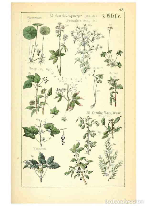 Collectionnisme de Revues et Journaux: Reproducci&oacute;n/Reproduction 49269507661: Popul&auml;re Botanik. Stuttgart,Krais & Hoffmann,1857.. - Schmidl