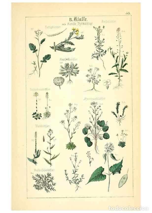 Collectionnisme de Revues et Journaux: Reproducci&oacute;n/Reproduction 49269050043: Popul&auml;re Botanik. Stuttgart,Krais & Hoffmann,1857.. - Schmidl