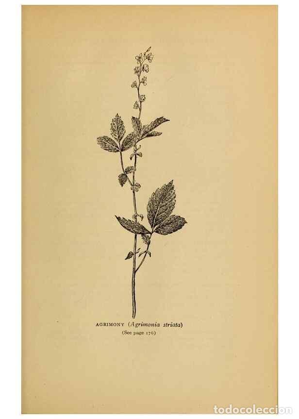 Collectionnisme de Revues et Journaux: Reproducci&oacute;n/Reproduction 49303705503: Harper's guide to wild flowers,. New York,Harper,1912.. - Cre