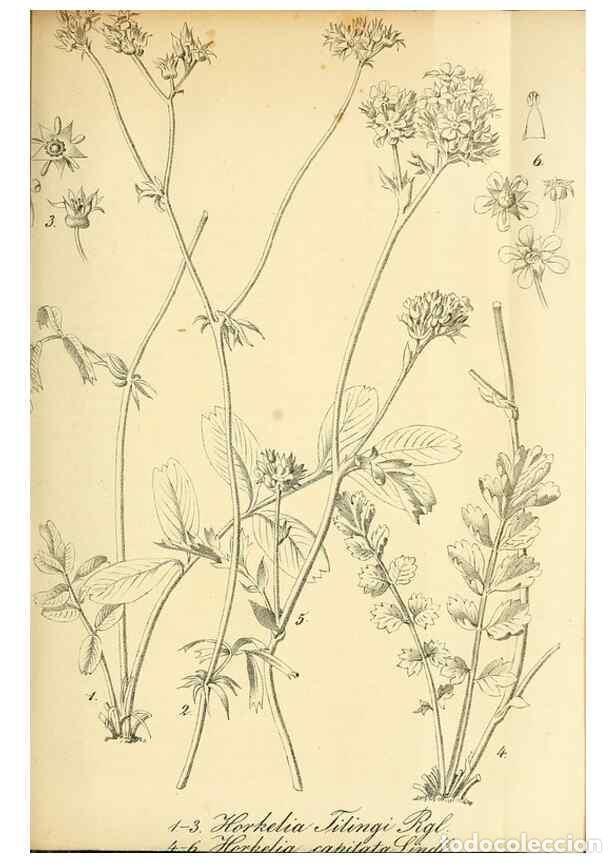 Collectionnisme de Revues et Journaux: Reproducci&oacute;n/Reproduction 49704658546: Gartenflora.. Erlangen :F. Enke,1852-1940.. - Deutsche Garten