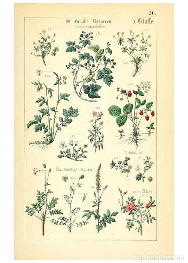 Collectionnisme de Revues et Journaux: Reproducci&oacute;n/Reproduction 49269710257: Popul&auml;re Botanik. Stuttgart,Krais & Hoffmann,1857.. - Schmidl