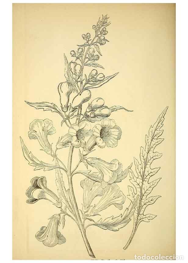 Collectionnisme de Revues et Journaux: Reproducci&oacute;n/Reproduction 49704666421: Gartenflora.. Erlangen :F. Enke,1852-1940.. - Deutsche Garten