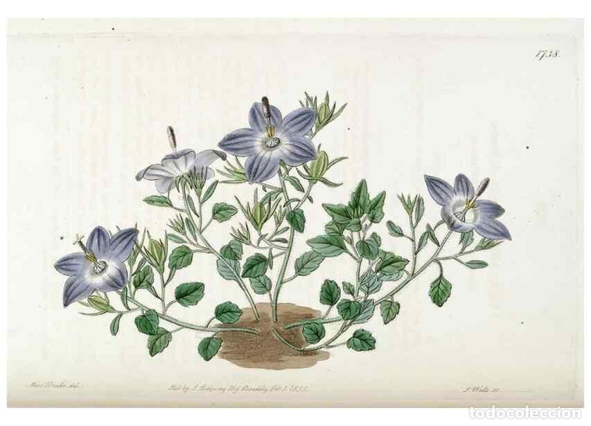 Collectionnisme de Revues et Journaux: Reproducci&oacute;n/Reproduction 49822169538: Edwards's botanical register.. London :James Ridgway,1829-184