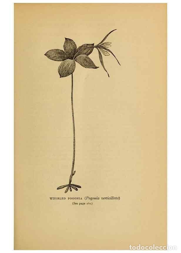 Collectionnisme de Revues et Journaux: Reproducci&oacute;n/Reproduction 49304403427: Harper's guide to wild flowers,. New York,Harper,1912.. - Cre